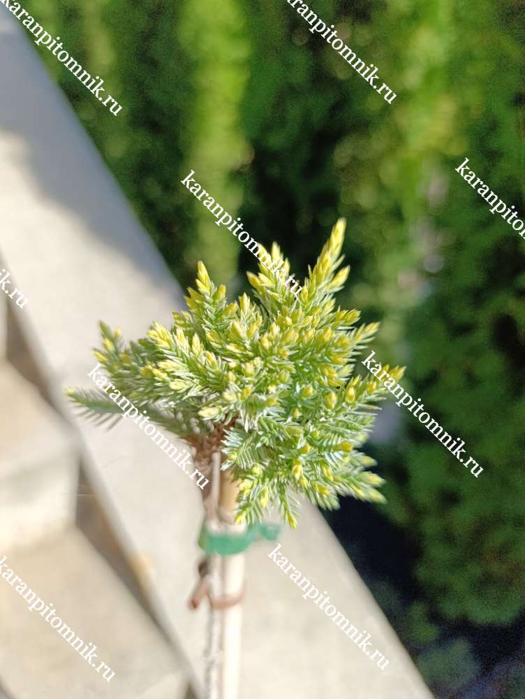 Можжевельник чешуйчатый Дрим Джой (штамб Ра55) купить